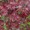 Japanse Esdoorn - Acer palmatum Bloodgood - Rood - Bladverliezend