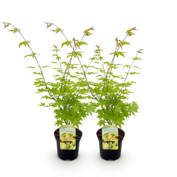Japanse Esdoorn - Acer palmatum Summergold - Geel - 2 Planten - Bladverliezend