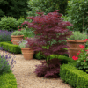 Japanse Esdoorn - Acer palmatum Bloodgood - Rood - Bladverliezend