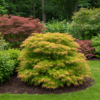 Japanse Esdoorn - Acer palmatum Methamorphosa - Groen - 2 Planten - Bladverliezend - Terrasplant