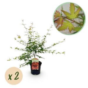Japanse Esdoorn - Acer palmatum Pink Dwarf - Roze - 2 Planten - Bladverliezend