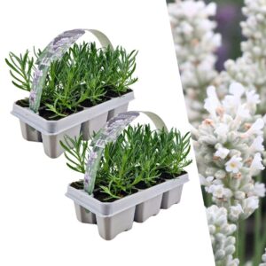 Lavendel angustifolia wit | 12 stuks