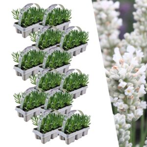 Lavendel angustifolia wit | 72 stuks