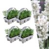 Lavendel angustifolia wit | 24 stuks