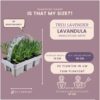 Lavendel angustifolia wit | 24 stuks