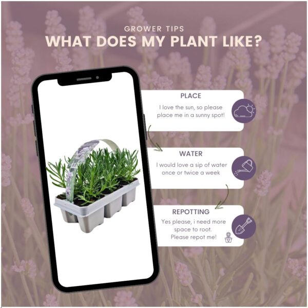 Lavendel angustifolia wit | 24 stuks