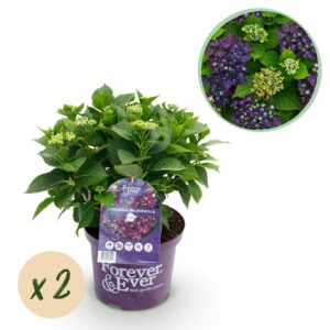 Hortensia - Hydrangea Forever & Ever - Paars - 7-12 Bloemen - 2 Planten