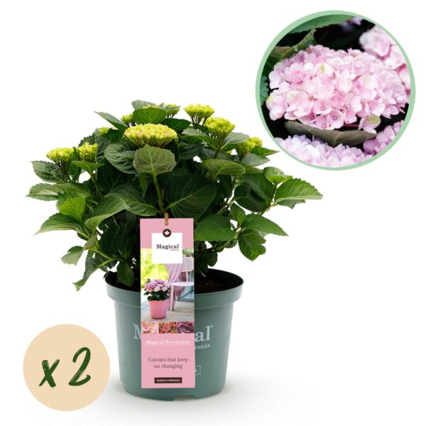 Hortensia - Hydrangea Magical Revolution Pink - Pink - 6-10 Bloemen - 2 Planten