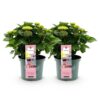 Hortensia - Hydrangea Magical Revolution Pink - Pink - 6-10 Bloemen - 2 Planten