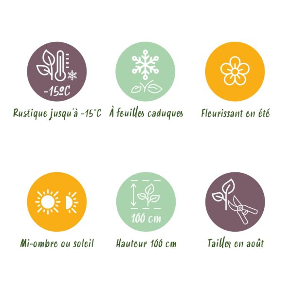 Hortensia - Hydrangea Magical Revolution Pink - Pink - 6-10 Bloemen - 2 Planten