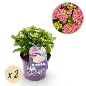 Hortensia - Hydrangea Forever & Ever - Roze - 7-12 Bloemen - 2 Planten