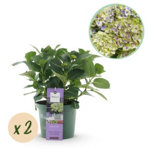 Hortensia - Hydrangea Magical Jewel Blue - Blauw - 6-10 Bloemen - 2 Planten