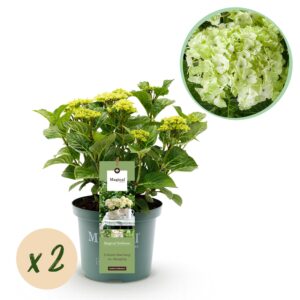 Hortensia - Hydrangea Magical Nobless - Wit - 6-10 Bloemen - 2 Planten