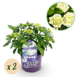 Hortensia - Hydrangea Forever & Ever - Wit - 7-12 Bloemen - 2 Planten