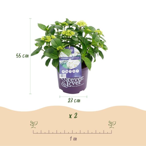 Hortensia - Hydrangea Forever & Ever - Wit - 7-12 Bloemen - 2 Planten
