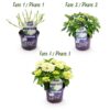 Hortensia - Hydrangea Forever & Ever - Wit - 7-12 Bloemen - 2 Planten