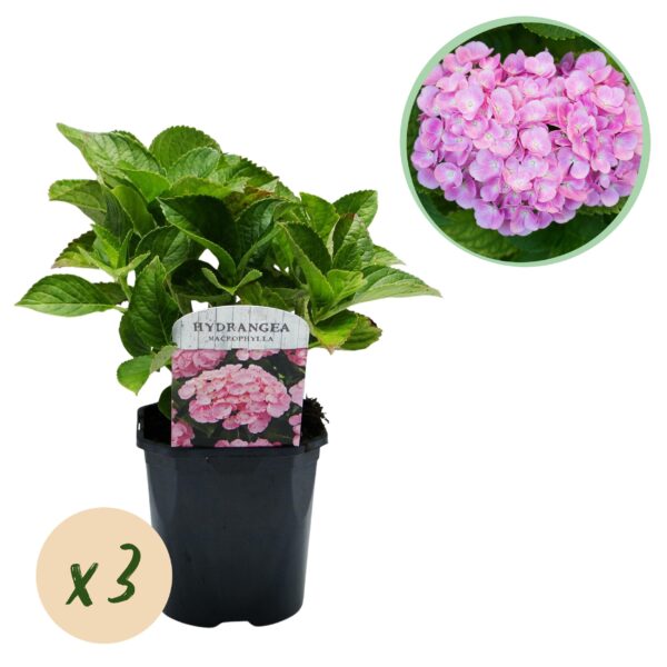 Hortensia - Hydrangea macrophylla Roze - Bloem Roze - 3 Planten - 1 m2 - Bladverliezend - Weinig Onderhoud