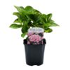 Hortensia - Hydrangea macrophylla Roze - Bloem Roze - 3 Planten - 1 m2 - Bladverliezend - Weinig Onderhoud