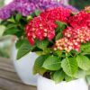 Hortensia - Hydrangea Forever & Ever - Rood - 7-12 Bloemen - 2 Planten