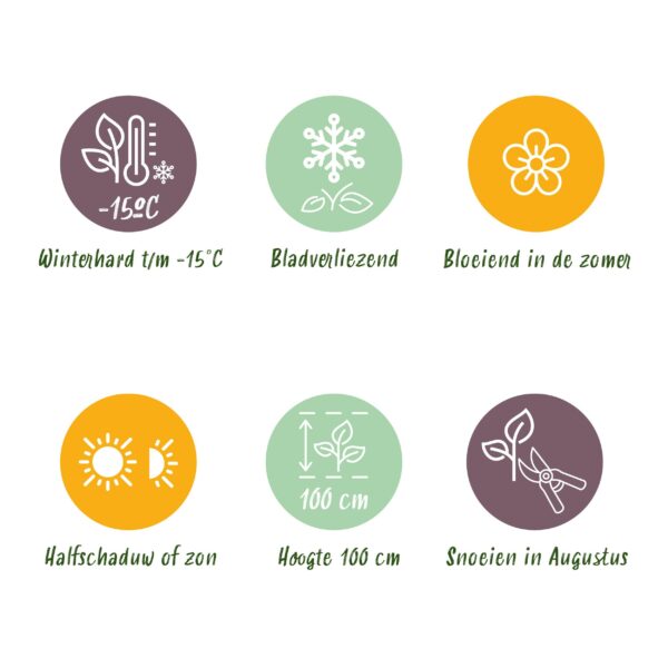 Hortensia - Hydrangea Forever & Ever - Rood - 7-12 Bloemen - 2 Planten