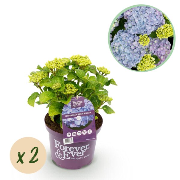 Hortensia - Hydrangea Forever & Ever - Blauw - 7-12 Bloemen - 2 Planten