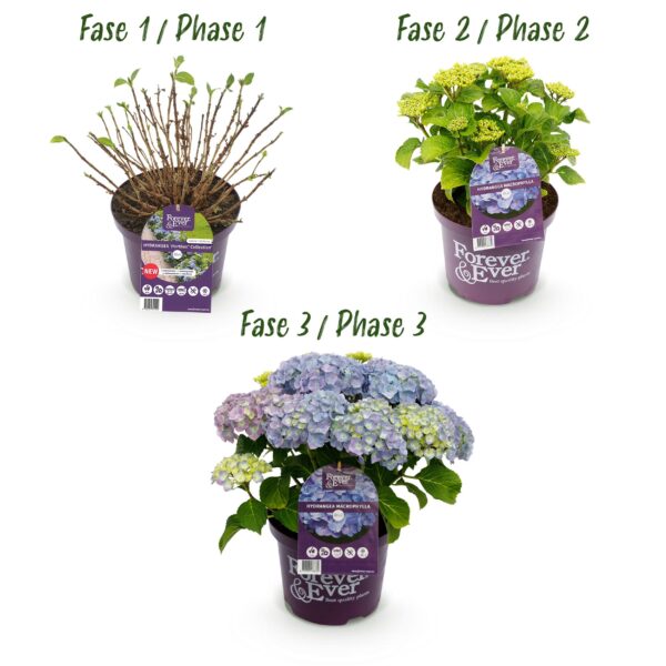 Hortensia - Hydrangea Forever & Ever - Blauw - 7-12 Bloemen - 2 Planten