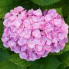 Hortensia - Hydrangea macrophylla Roze - Bloem Roze - 3 Planten - 1 m2 - Bladverliezend - Weinig Onderhoud