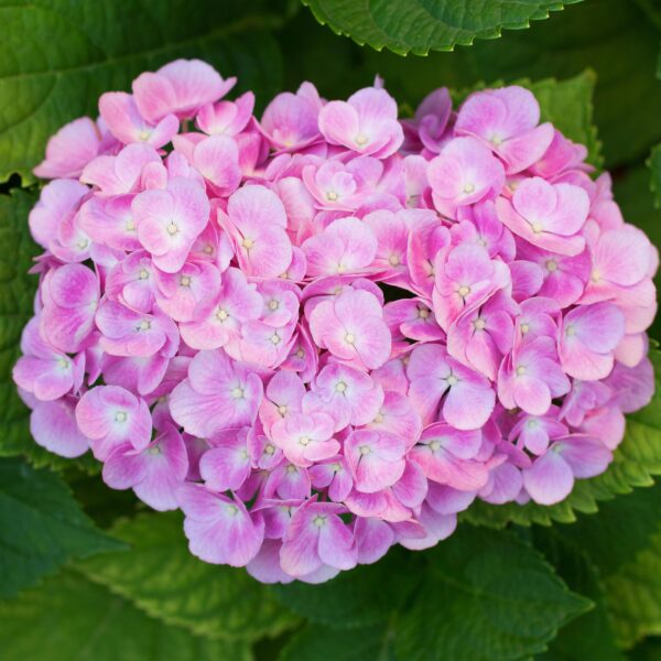 Hortensia - Hydrangea macrophylla Roze - Bloem Roze - 3 Planten - 1 m2 - Bladverliezend - Weinig Onderhoud