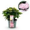Hortensia - Hydrangea Magical Revolution Pink - Pink - 6-10 Bloemen
