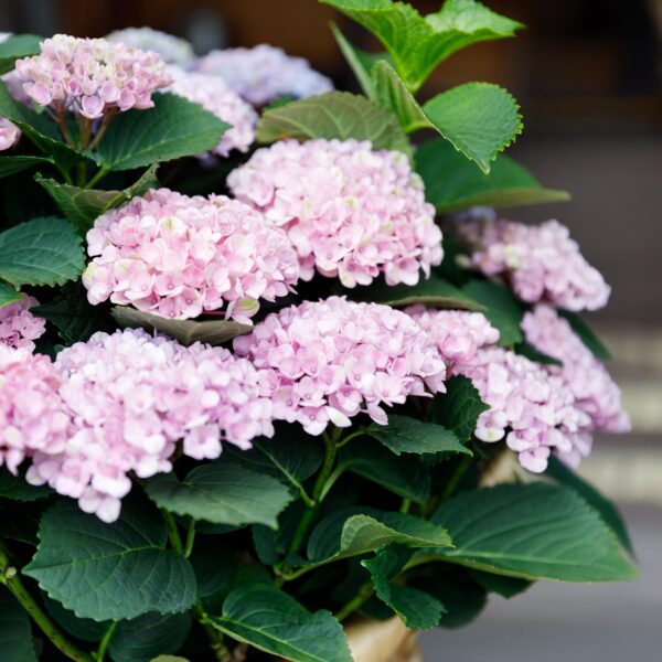 Hortensia - Hydrangea Magical Revolution Pink - Pink - 6-10 Bloemen