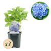 Hortensia - Hydrangea macrophylla Blauw - Bloem Blauw - 3 Planten - 1m2 - Bladverliezend - Weinig Onderhoud