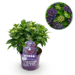 Hortensia - Hydrangea Forever & Ever - Paars - 7-12 Bloemen - Terrasplant