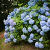 Hortensia - Hydrangea macrophylla Blauw - Bloem Blauw - 3 Planten - 1m2 - Bladverliezend - Weinig Onderhoud