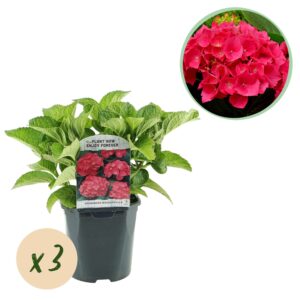 Hortensia - Hydrangea macrophylla Rood - Bloem Rood - 3 Planten - 1 m2 - Bladverliezend - Weinig Onderhoud