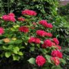 Hortensia - Hydrangea macrophylla Red - Bloem Rood - Bladverliezend - Weinig Onderhoud