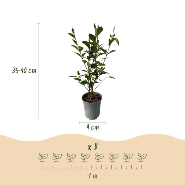 Ligustrum ovalifolium - blad groen - 8 planten - 1 strekkende meter - groenblijvend - pot 9cm hoogte 35-40cm - Haagplanten