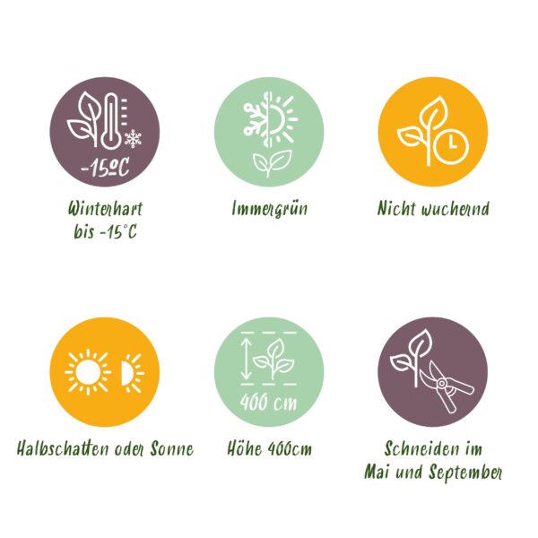 Ligustrum ovalifolium - blad groen - 8 planten - 1 strekkende meter - groenblijvend - pot 9cm hoogte 35-40cm - Haagplanten