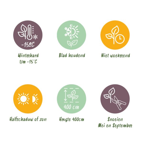 Ligustrum ovalifolium - blad groen - 8 planten - 1 strekkende meter - groenblijvend - pot 9cm hoogte 35-40cm - Haagplanten