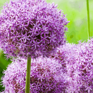 Allium bloembollen 'Globemaster' | 5 stuks