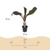 Bananen plant - Ensete ventricosum Maurelli - Winterhard - 2 planten