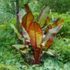 Bananen plant - Ensete ventricosum Maurelli - Winterhard - 2 planten