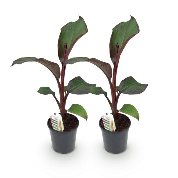 Bananen plant - Ensete ventricosum Maurelli - Winterhard - 2 planten
