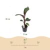 Bananen plant - Ensete ventricosum Maurelli - Winterhard - 2 planten