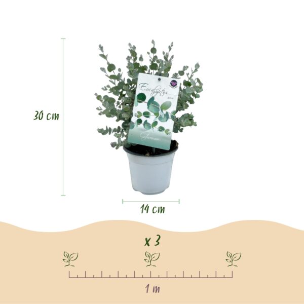 Eucalyptus boom - Eucalyptus gunni  - Grijs - 2 Planten - Winterhard