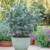 Eucalyptus boom - Eucalyptus gunni  - Grijs - 2 Planten - Winterhard