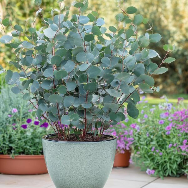 Eucalyptus boom - Eucalyptus gunni  - Grijs - 2 Planten - Winterhard