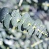 Eucalyptus boom - Eucalyptus gunni  - Grijs - 2 Planten - Winterhard