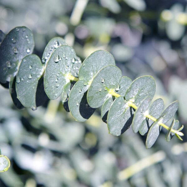Eucalyptus boom - Eucalyptus gunni  - Grijs - 2 Planten - Winterhard