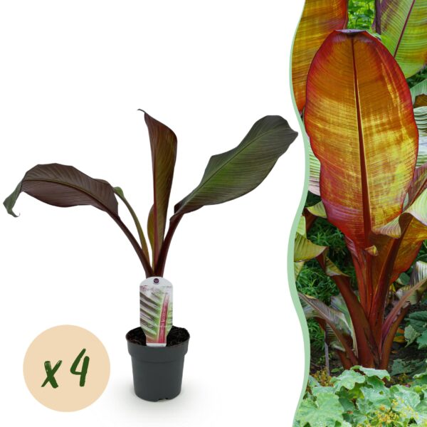 thumbnail_6000-169.jpg Bananen plant - Ensete ventricosum Maurelli - Winterhard - 4 planten