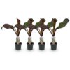 Bananen plant - Ensete ventricosum Maurelli - Winterhard - 4 planten